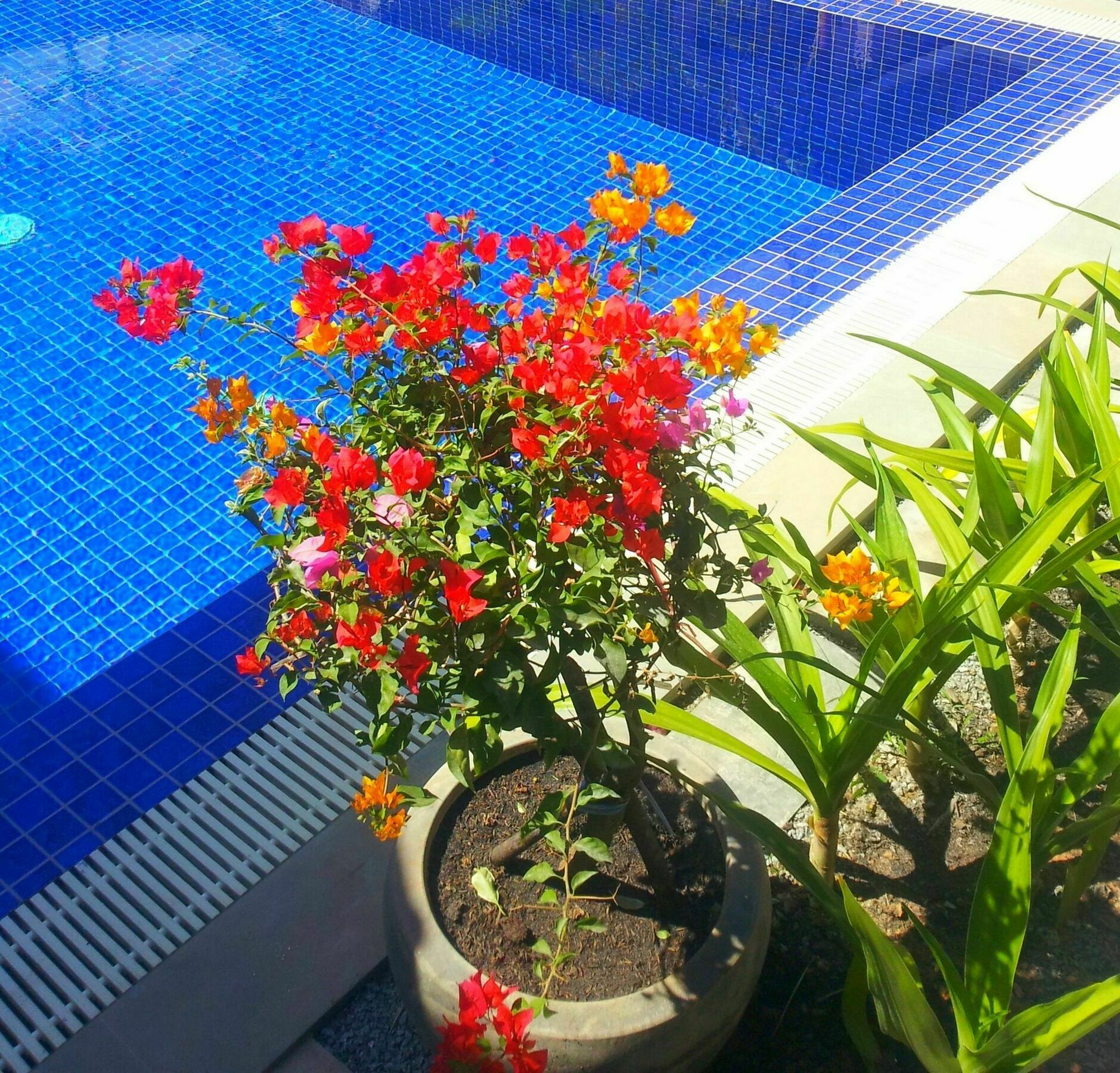 Sweet Mango Villa Siem Reap Luaran gambar